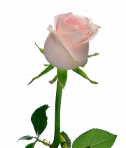 Изображение товара Троянда Кімберлі (Kimberly) висота 80см
