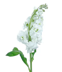 Изображение Маттиола Centum White
