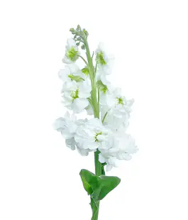 Маттиола Centum White