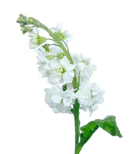 Маттиола Centum White