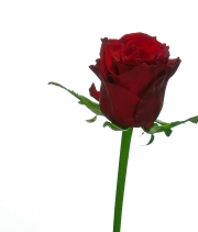 Изображение товара Троянда Престиж (Prestige) высота 40см