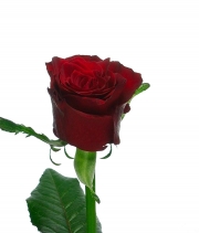 Изображение товара Троянда Престиж (Prestige) высота 60см