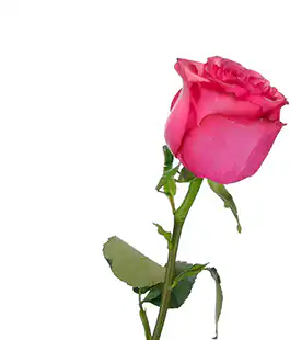 Роза Лола (Lola) высота 60см