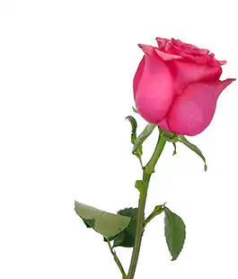 Роза Лола (Lola) высота 70см