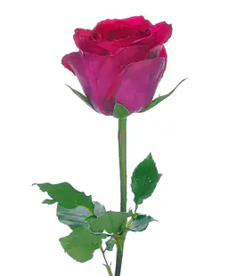 Роза Мадам Сериз (Madam Cerise) высота 50 см