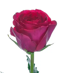 Роза Мадам Сериз (Madam Cerise) высота 60 см