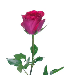 Роза Мадам Сериз (Madam Cerise) высота 60 см