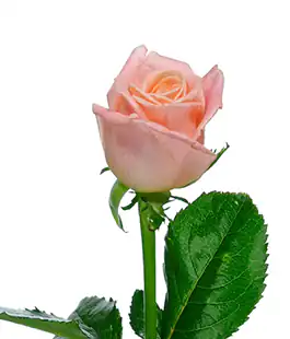 Роза Мисс Пигги (Miss Piggy) высота 30см