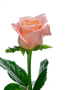 Роза Мисс Пигги (Miss Piggy) высота 30см