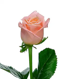 Роза Мисс Пигги (Miss Piggy) высота 40см