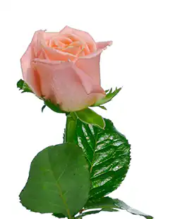 Роза Мисс Пигги (Miss Piggy) высота 60см