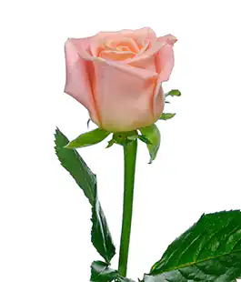 Роза Мисс Пигги (Miss Piggy) высота 60см
