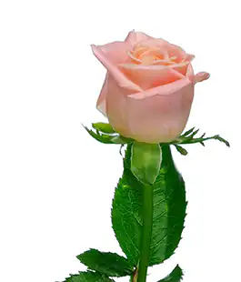 Роза Мисс Пигги (Miss Piggy) высота 70см