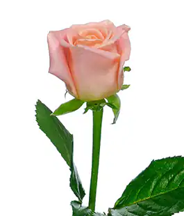 Роза Мисс Пигги (Miss Piggy) высота 80см