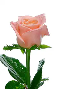 Роза Мисс Пигги (Miss Piggy) высота 90см