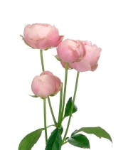 Изображение товара Троянда піоноподібна Сільва Пінк (Silva Pink) висота 40см
