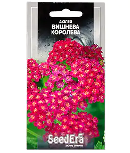 Ахилея Вишневая Королева