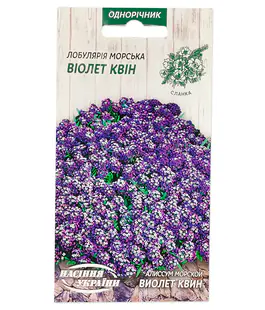 Алиссум Виолет Квин