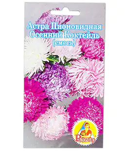 Астра Пионовидная Осенний Коктейль