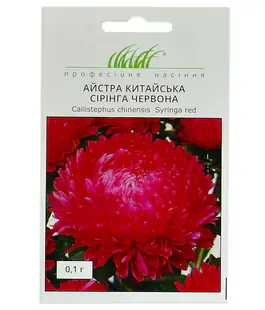 Астра Сиринга Красная