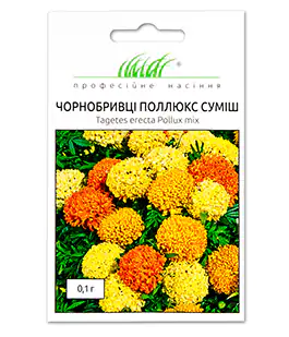 Чорнобривці Поллюкс