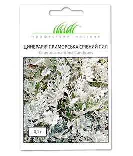 Цинерарія Срібний пил