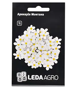 Изображение Цветы Аренария Монанта