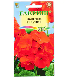 Изображение Цветы Пеларгония Луция F1