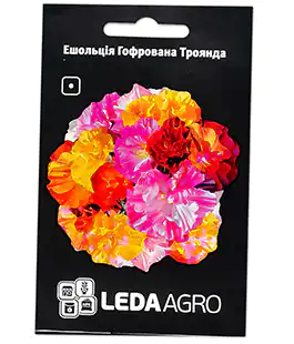 Ешшольція Гофрована Троянда