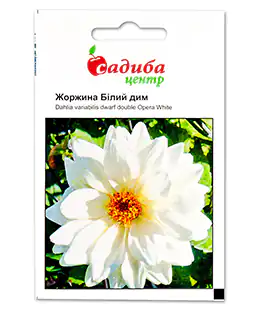 Жоржина Білий дим