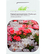 Изображение товара Семена цветов Годеция Рембрант