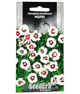 Гвоздика Китайська Меррі