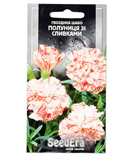 Гвоздика Шабо Полуниця з вершками