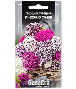 Гвоздика Турецька Пінокіо
