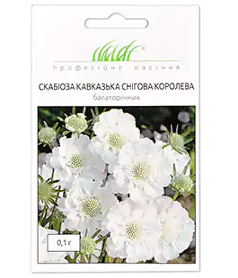 Скабіоза Снігова королева