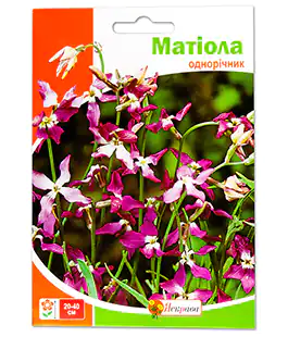 Матиола