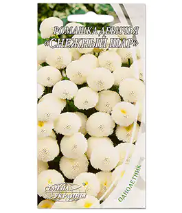 Ромашка Снігова куля