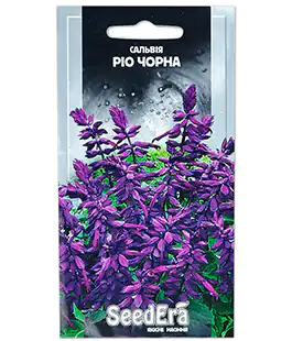 Сальвия Рио чорная