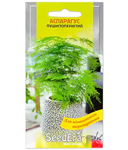 Изображение Аспарагус Пушистоперистый