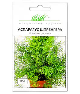 Семена цветов Аспарагус Шпренгера