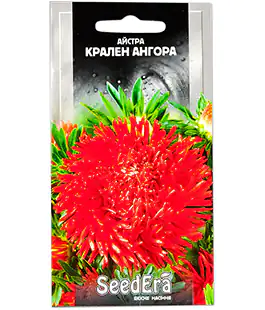 Изображение Астра Крален Ангора