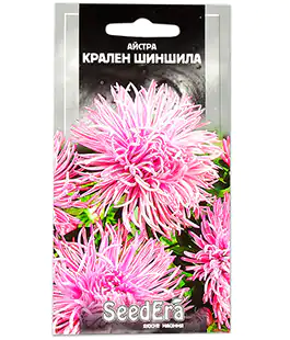 Изображение Астра Крален Шиншила