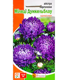 Семена цветов Астра Миледи Дункельблау