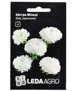 Айстра Міледі біла