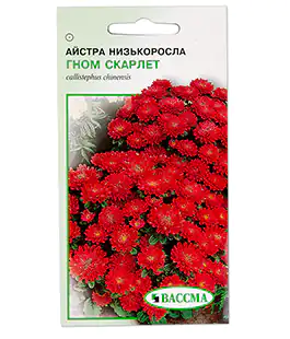 Семена цветов Астра Низкорослая Гном Скарлет