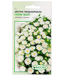 Семена цветов Астра Низкорослая Гном Вайт
