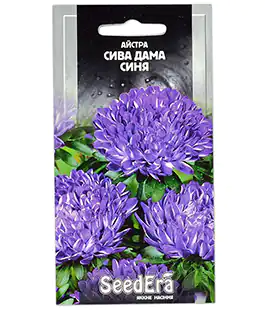 Астра Седая Дама Синяя
