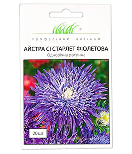 Астра Си Старлет Фиолетова