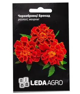 Чорнобривці Брокад