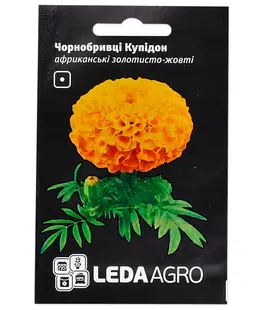 Бархатцы Купидон золотисто-желтые